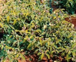 ブッシュトマト・カンガルー